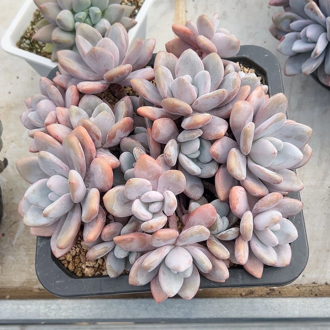 【闪购商品】粉兔大群