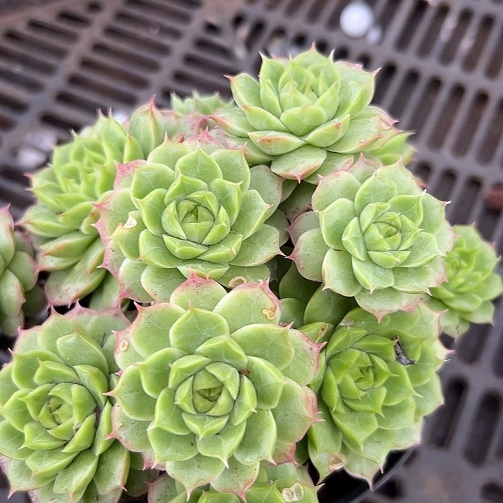 橙花群。
