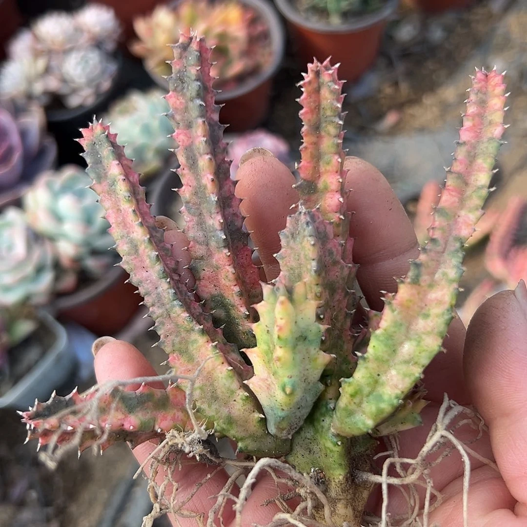 多肉植物多肉植物