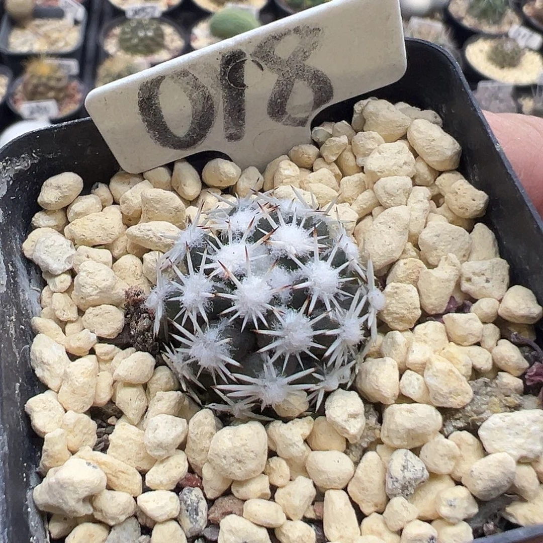 018短刺雪花丸实生仙人球