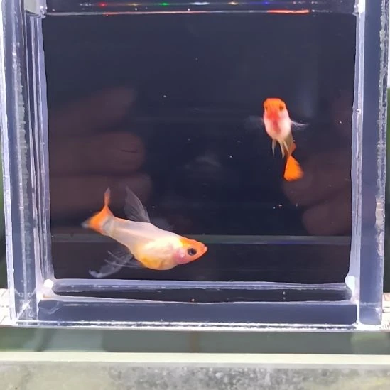 孔雀鱼品系孔雀鱼，自家繁育，一组一拍