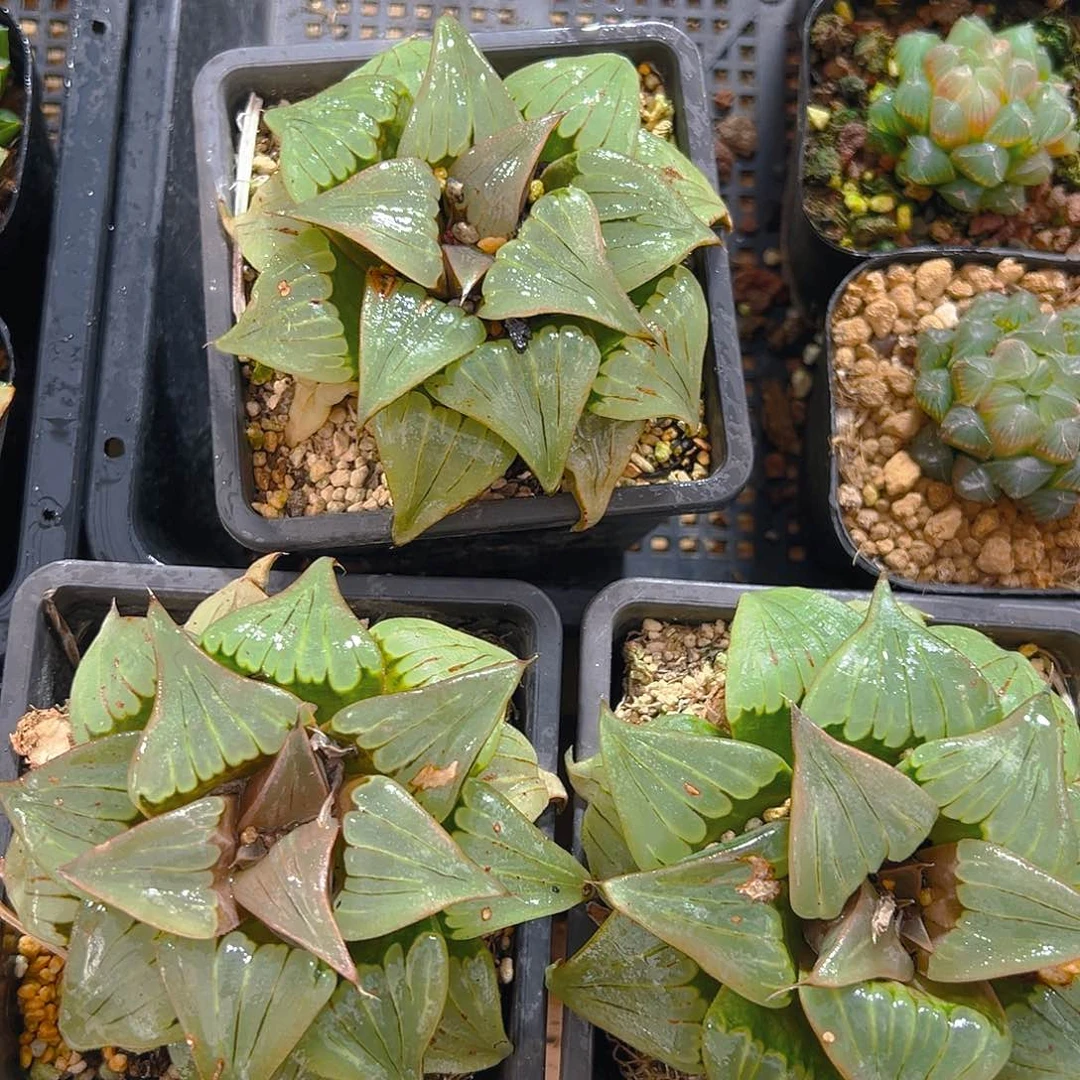 瑕疵媚凤母本玉露多肉一颗