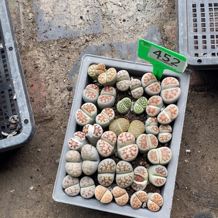 么***么生石花等植物的452
