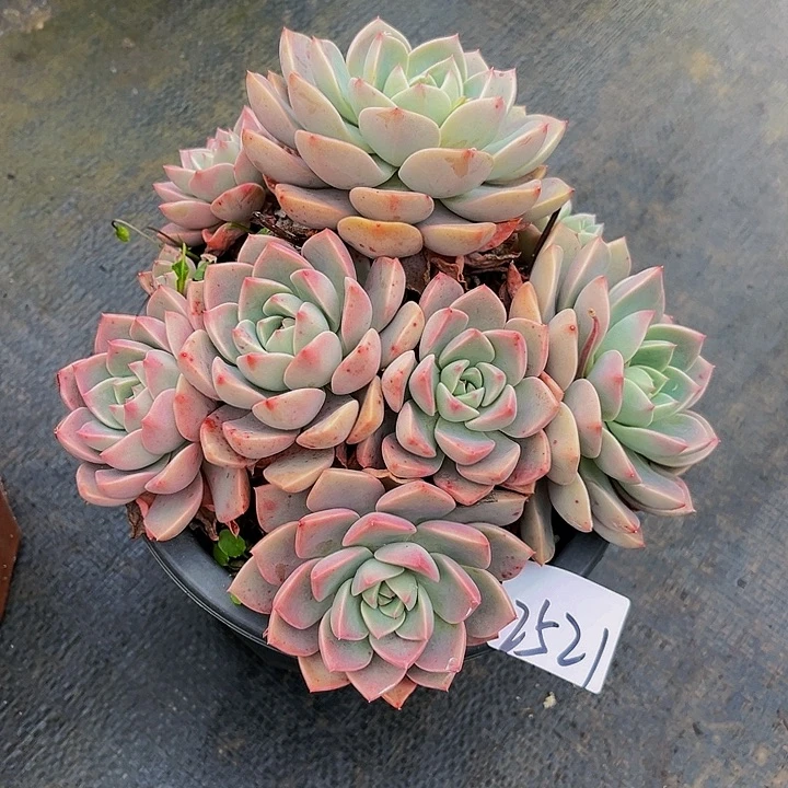 用****5红粉佳人2521