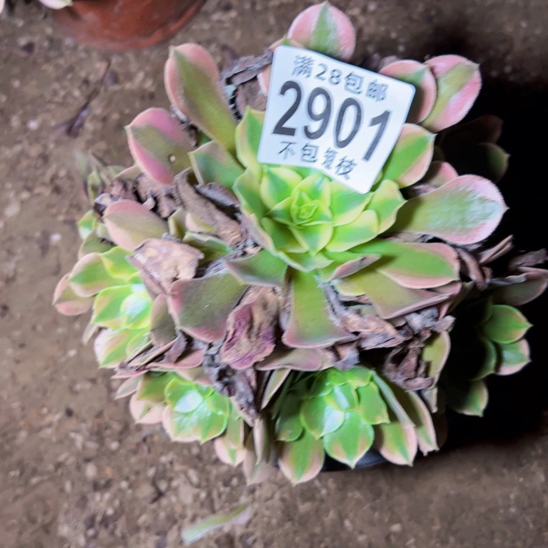 香妃多肉植物2901