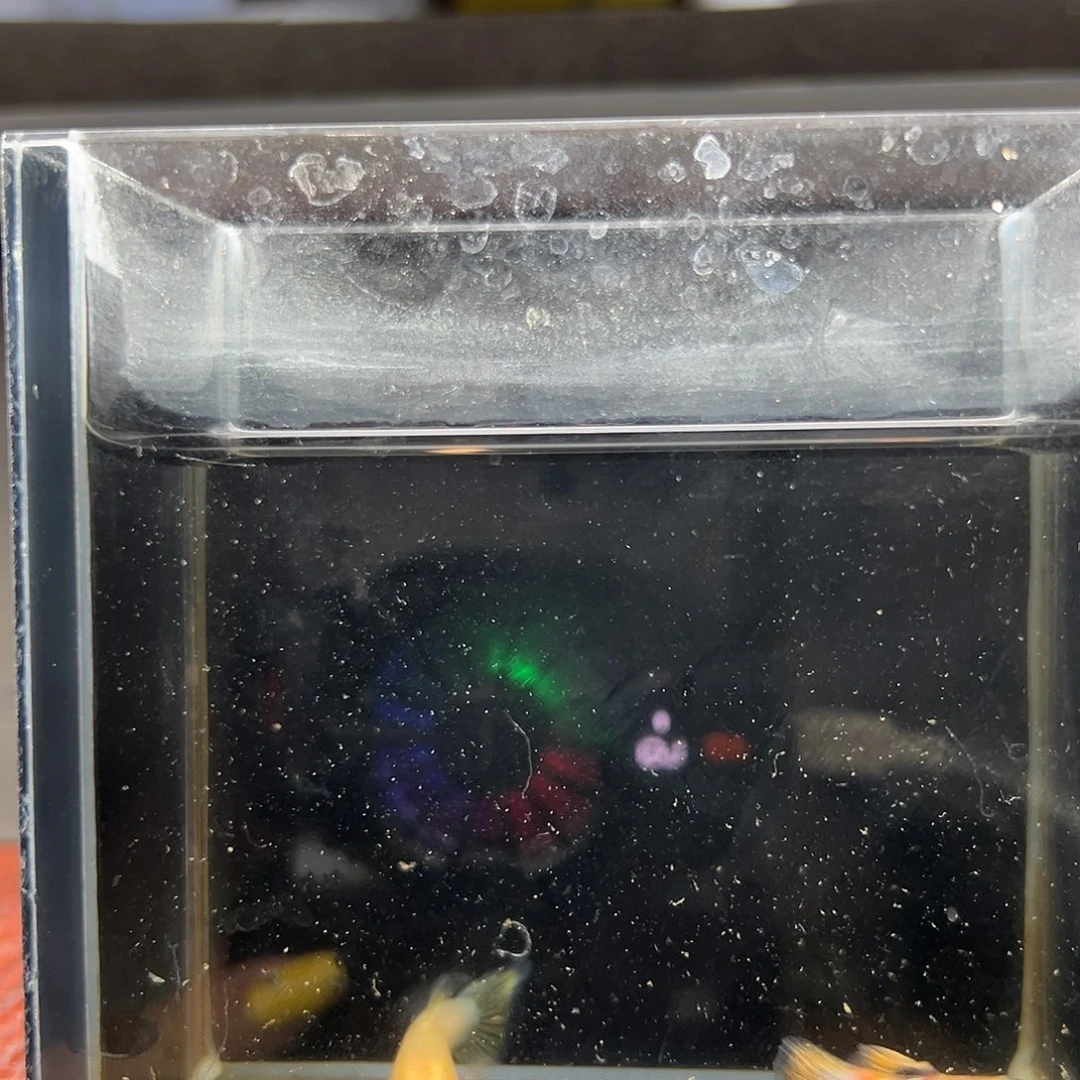 孔雀鱼幻彩粉猫一对（背鳍黑）