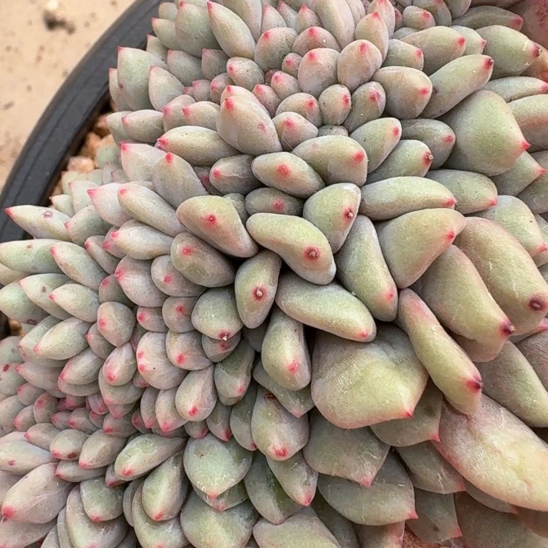 攒**星10.007爱丽儿缀化