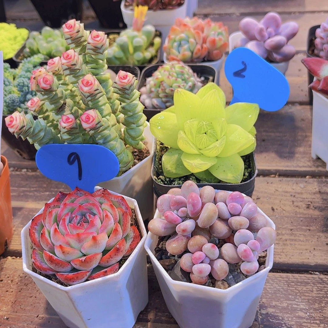 钱串锦➕桃蛋➕黄雨露➕侧影