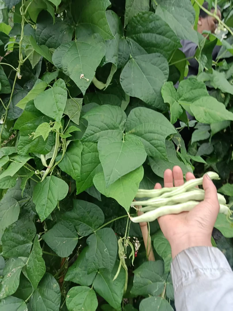 贵州新鲜四季豆芸豆豆角当季蔬菜