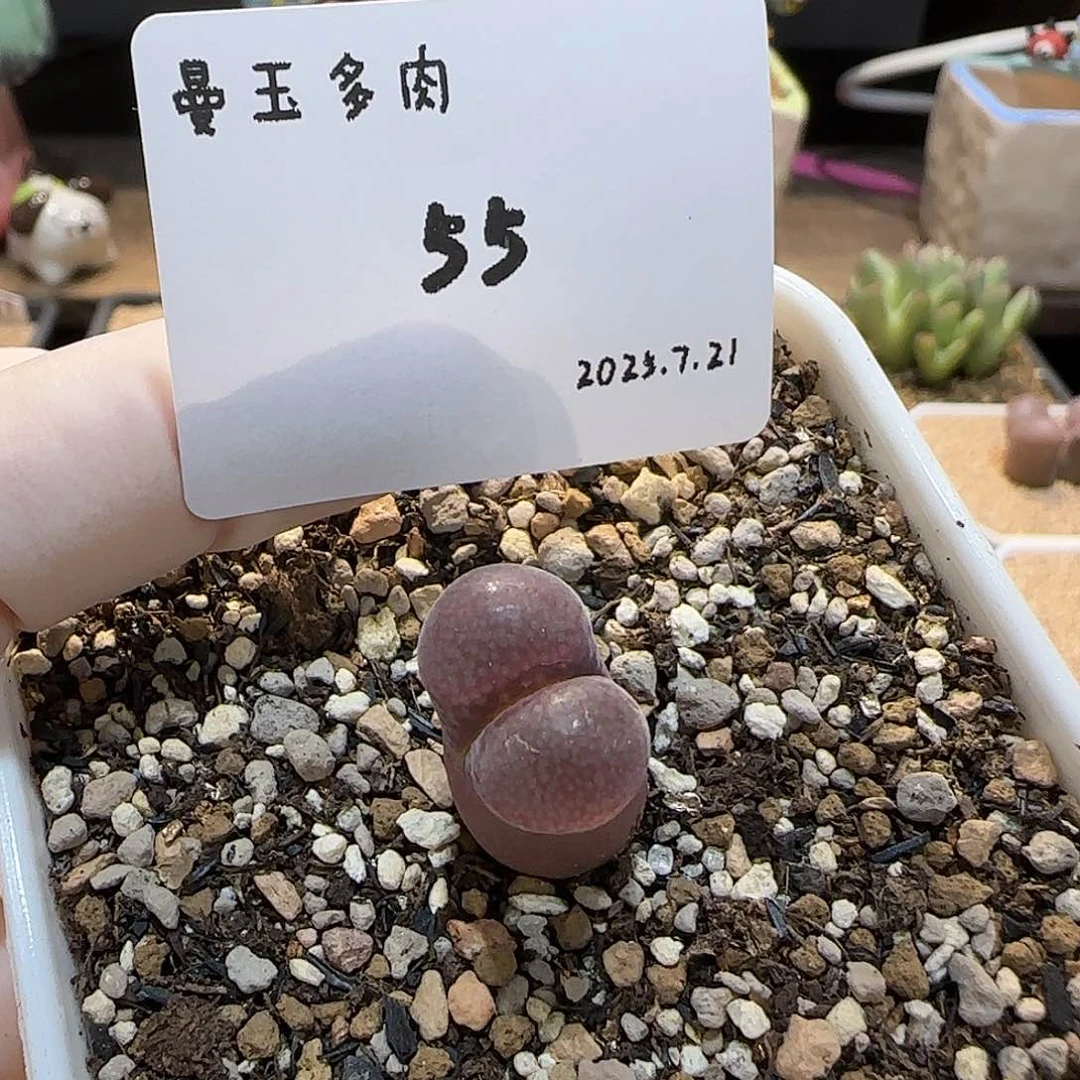 多肉多肉多肉7.21-055红风铃