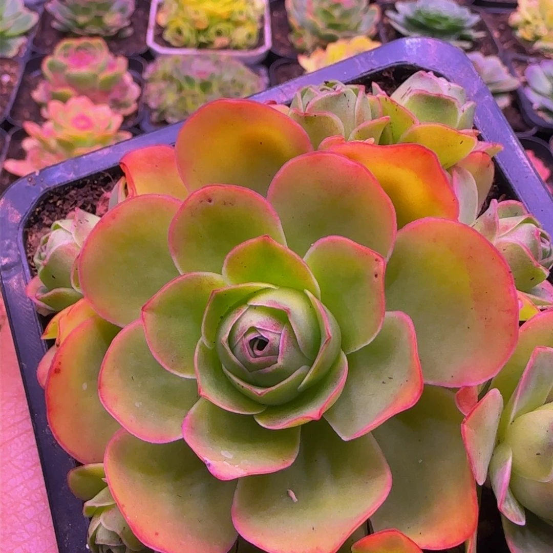 福利1235353538383835336