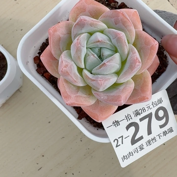 冰玉无盆土无盆土发货