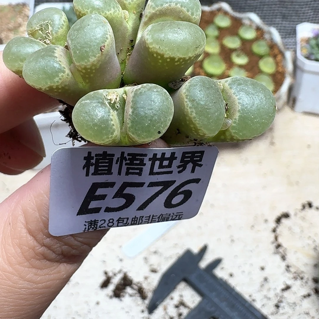 多肉植物的润泽fgbb