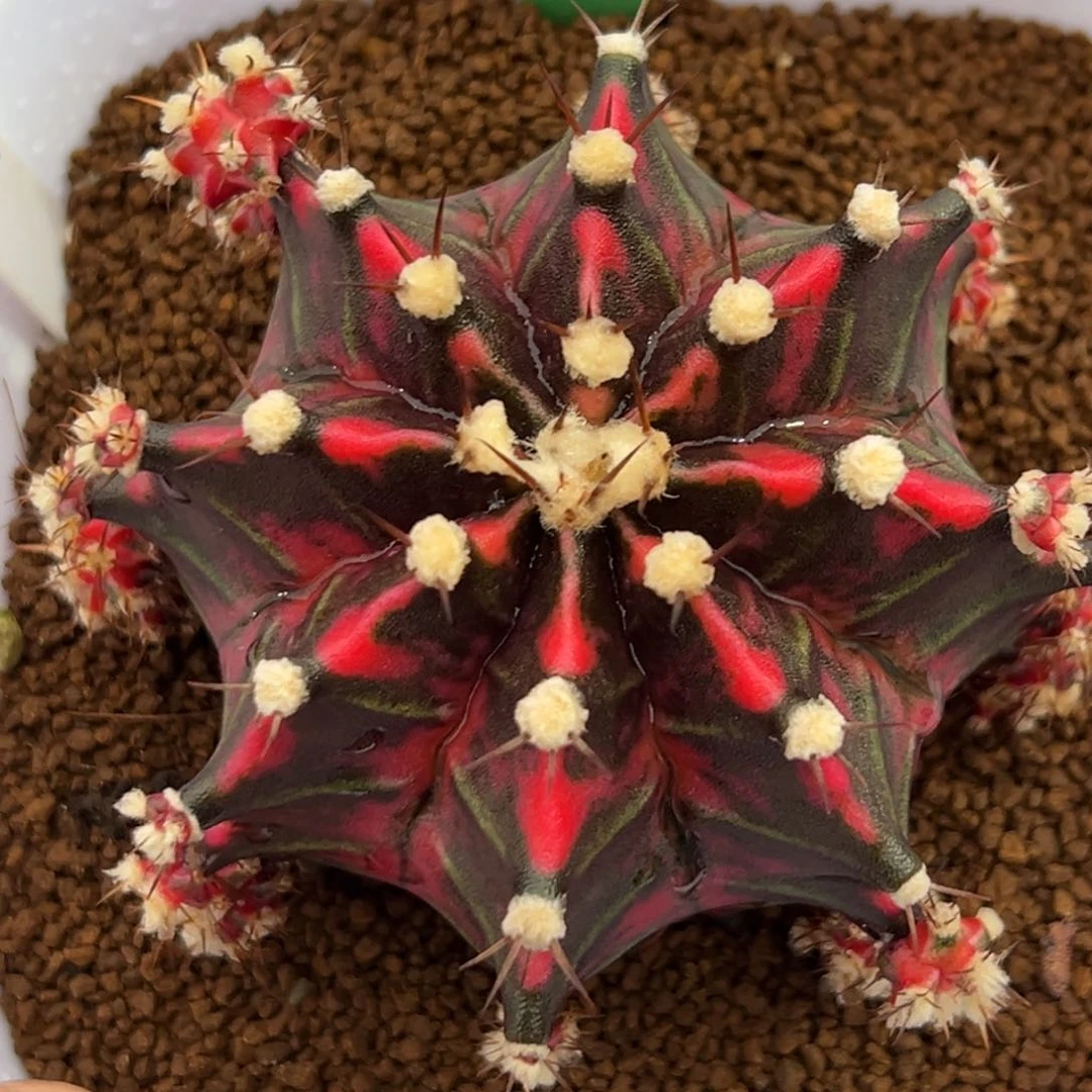泰系侧芽高绒米哈锦A114