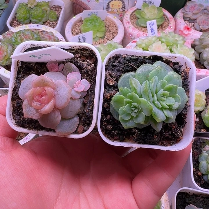 Yoyo 宫花阿娜寒月