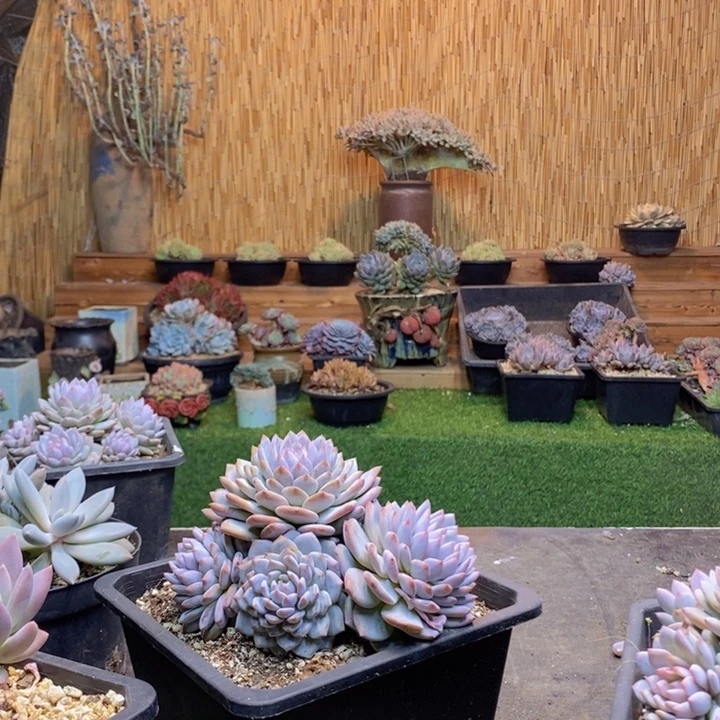 小***…789号星星橙多肉植物