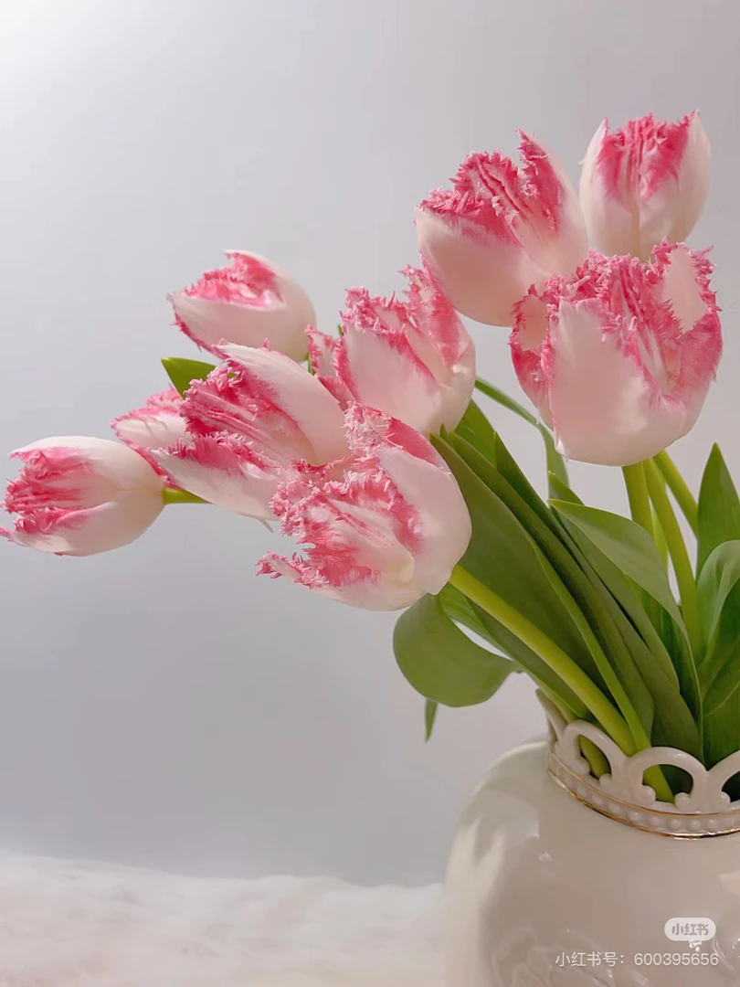 （郁金香）安娜8-10支！任选三件顺丰空运包邮！百分之二十不售后