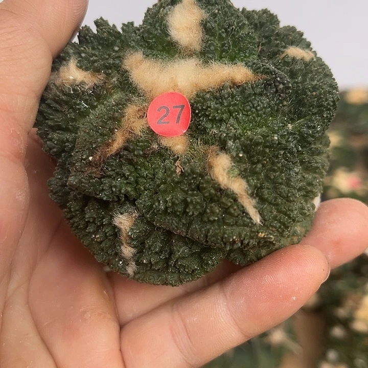 苗接落地哥斯拉一颗