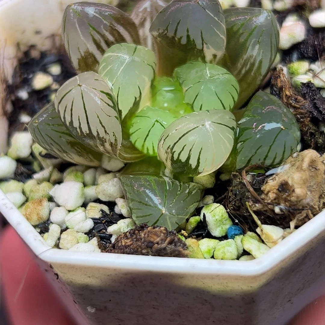 地泉锦十二卷多肉植物园