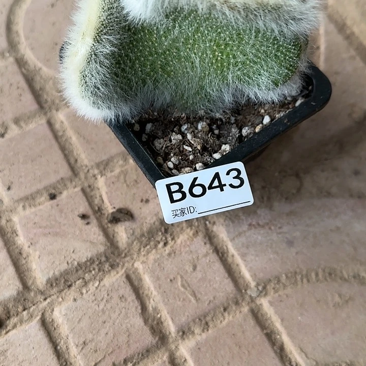 冰**洁落地九尾狐缀化643