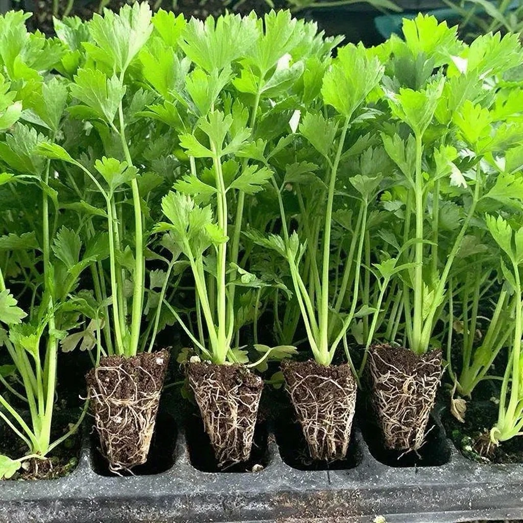 四季小香芹种子苗带土芹菜苗老品种四季阳台耐庭院热耐寒芹