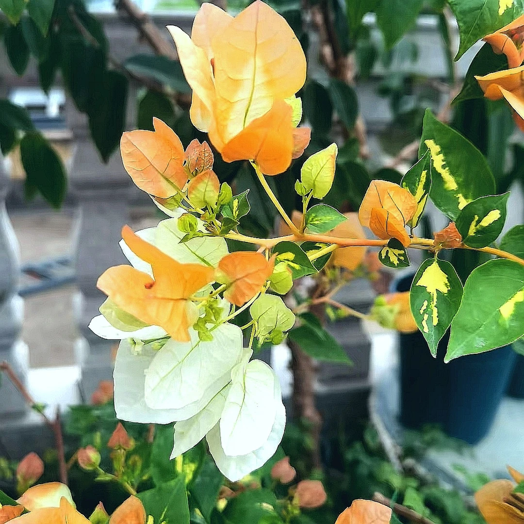 新品【金心黄白】多色花，轻奢高级，勤花丰花四季开，阳台！0.5加仑盆