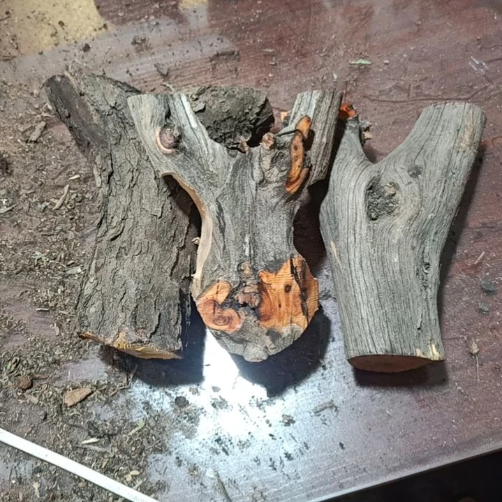 永***败柏木崖柏原叉崖柏