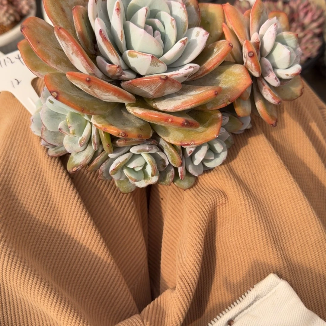 一物一拍精控奶茶12