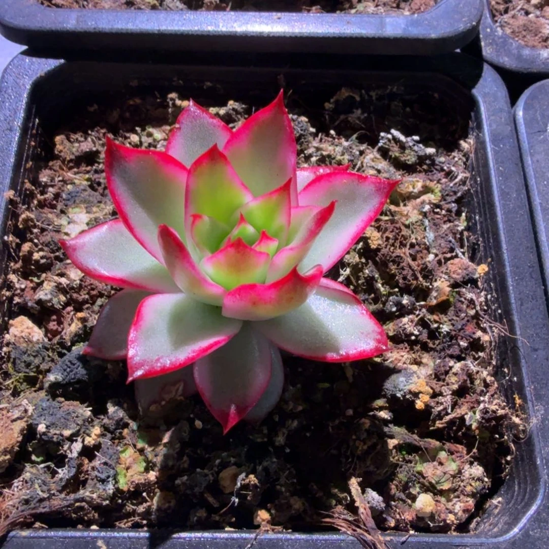 吉赛尔锦，锦上园艺量拍