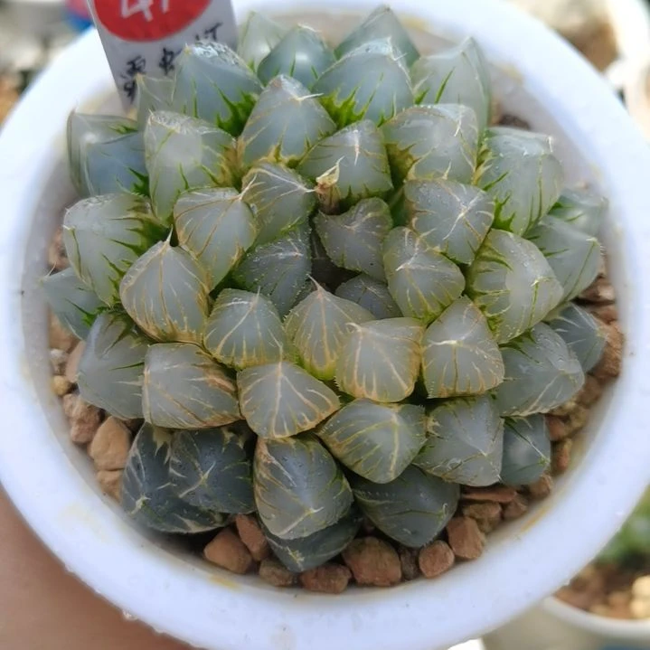 479号霓虹灯玉露锦一物一拍带盆土发货