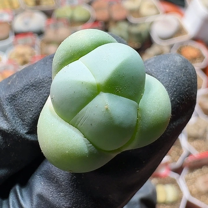 生石花1121111。    525