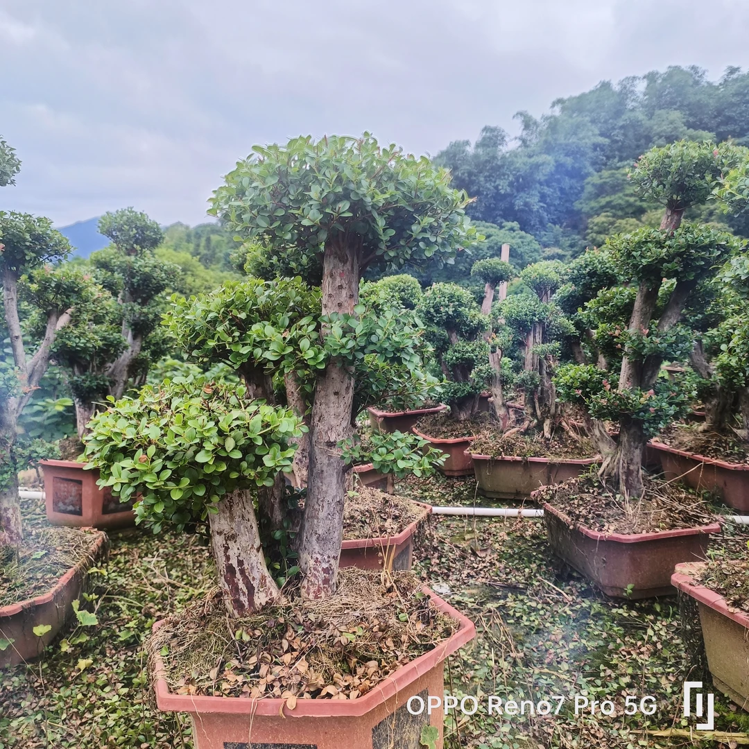 原生山采赤楠造型盆景耐寒耐热适合室内外庭院多种场景造景植物