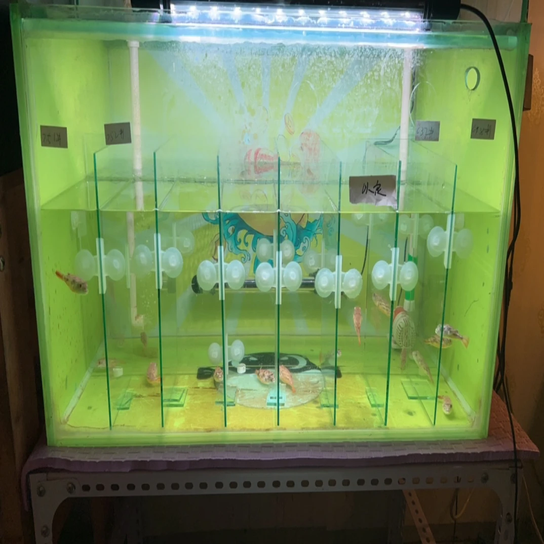 斑马狗头6-8厘米（纹路全顺）凶猛淡水鱼 可挑可选包邮包损保牙口