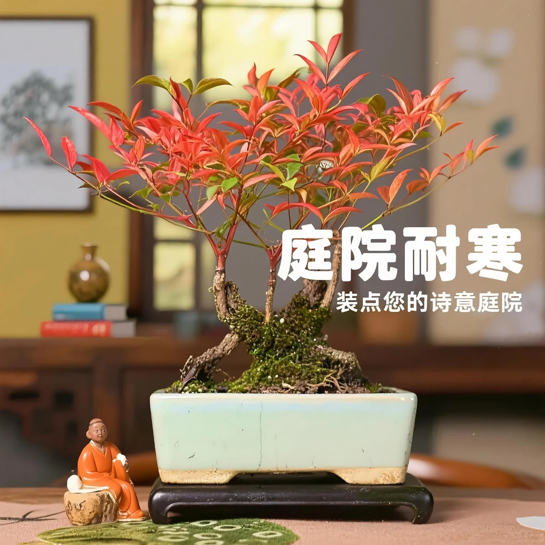 红叶南天竹老桩盆景冬季耐寒室内外阳台庭院四季好养植物