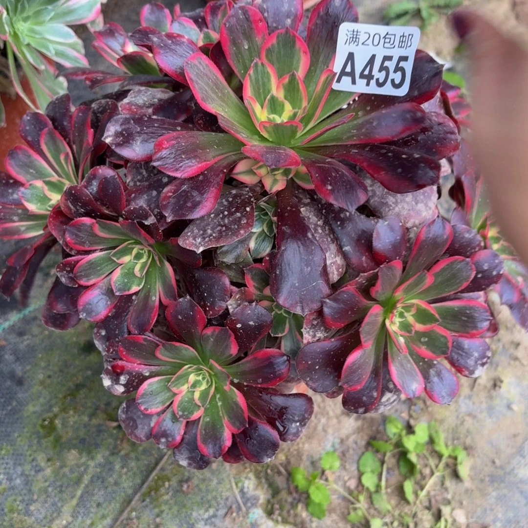 455多肉植物捧花的时候