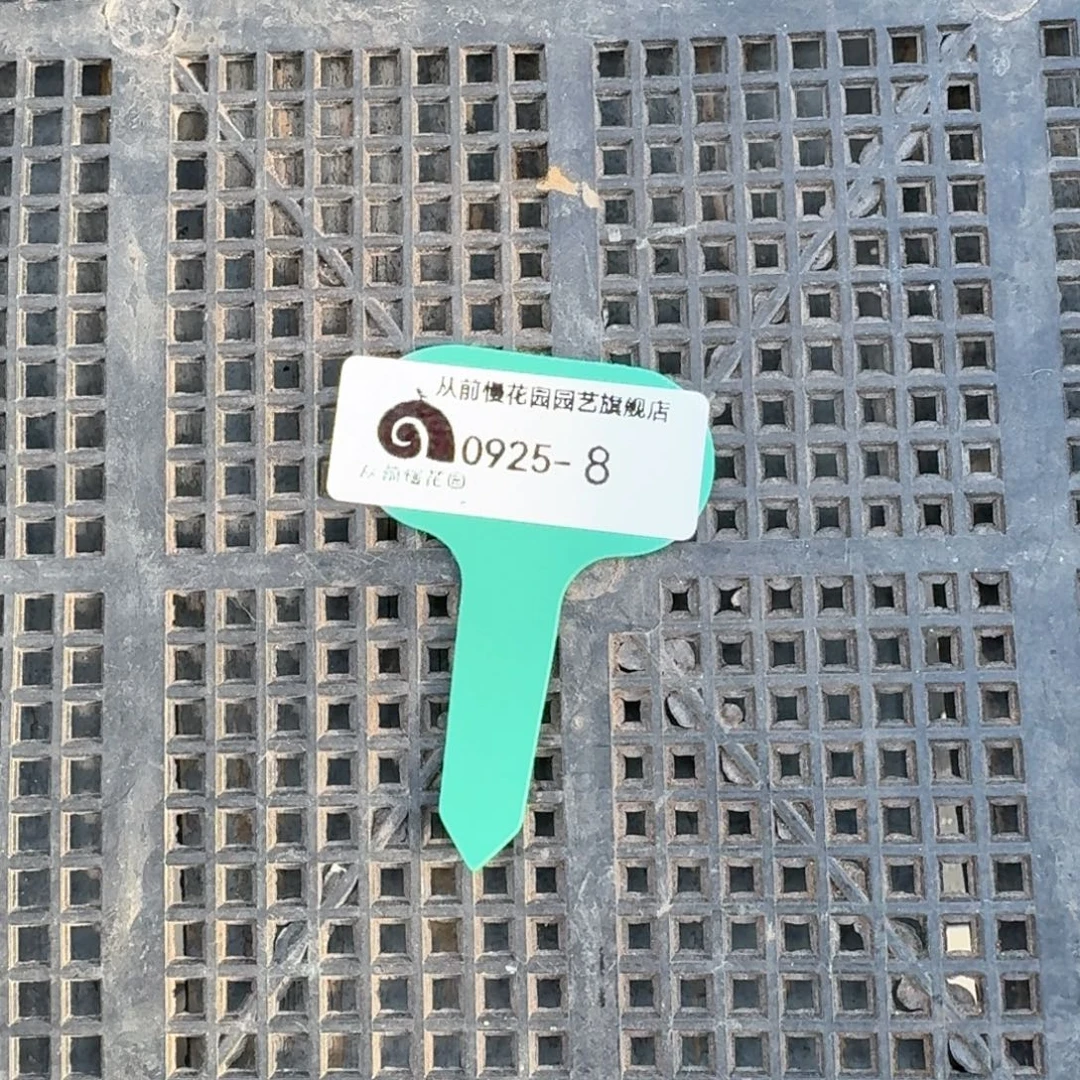 从前慢多肉精选编号0925.8