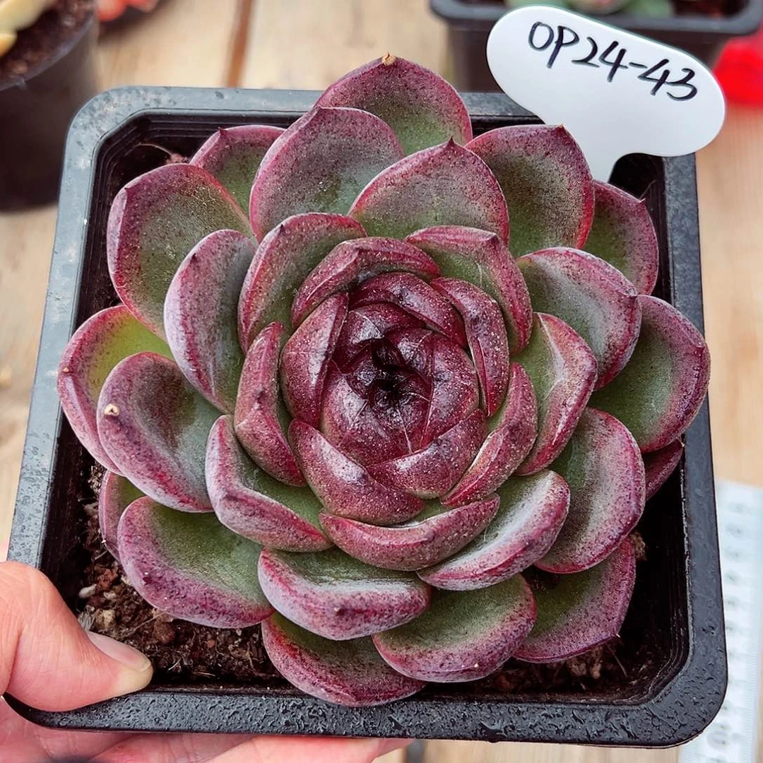 0924-43溜溜球。。。