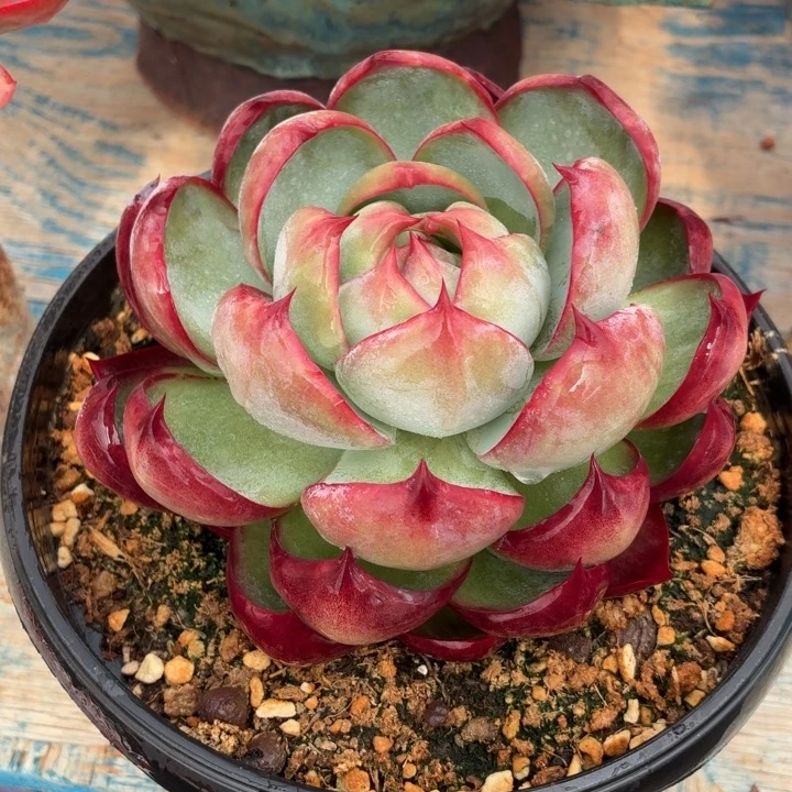 多肉植物惊鸿仙子