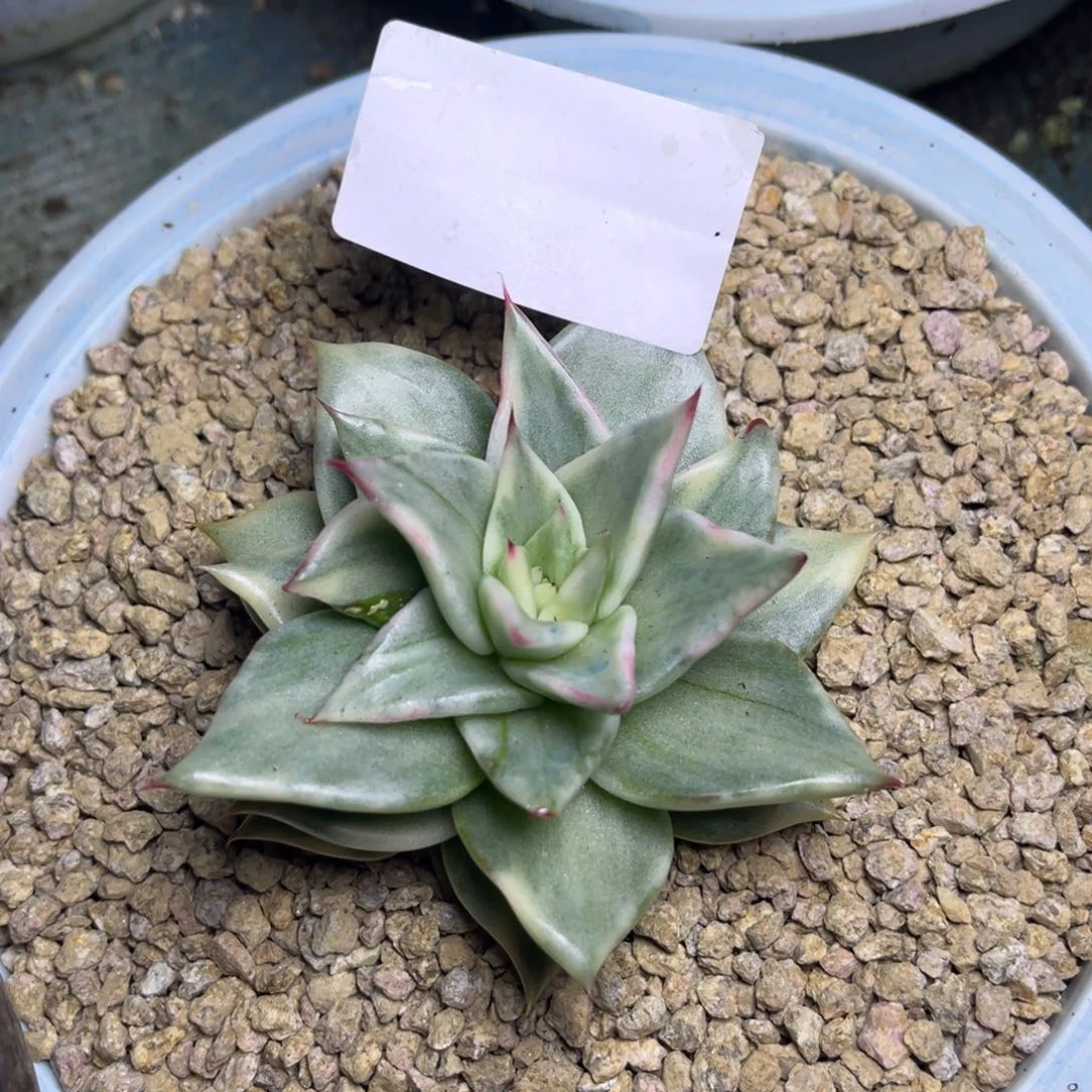 800…………………………玛丽亚锦