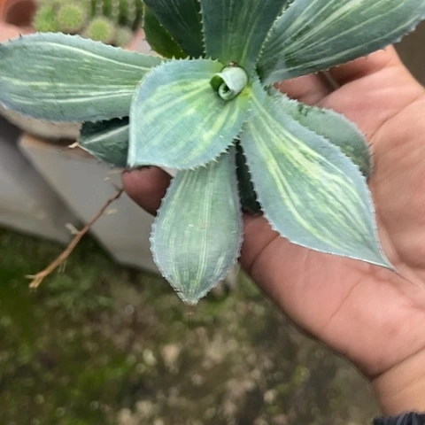 雷神极稿斑锦植物