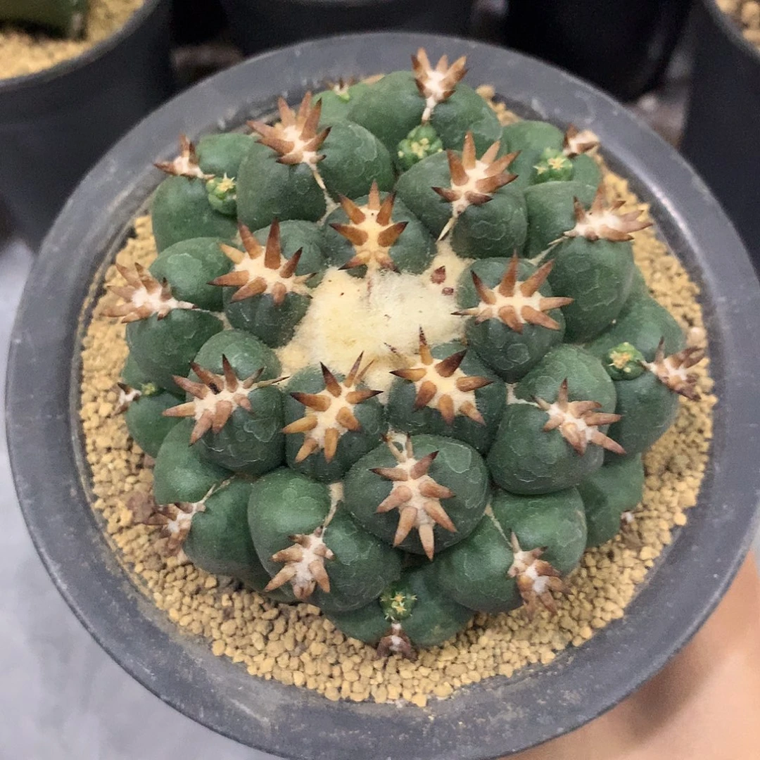 短豪刺象牙仙人球