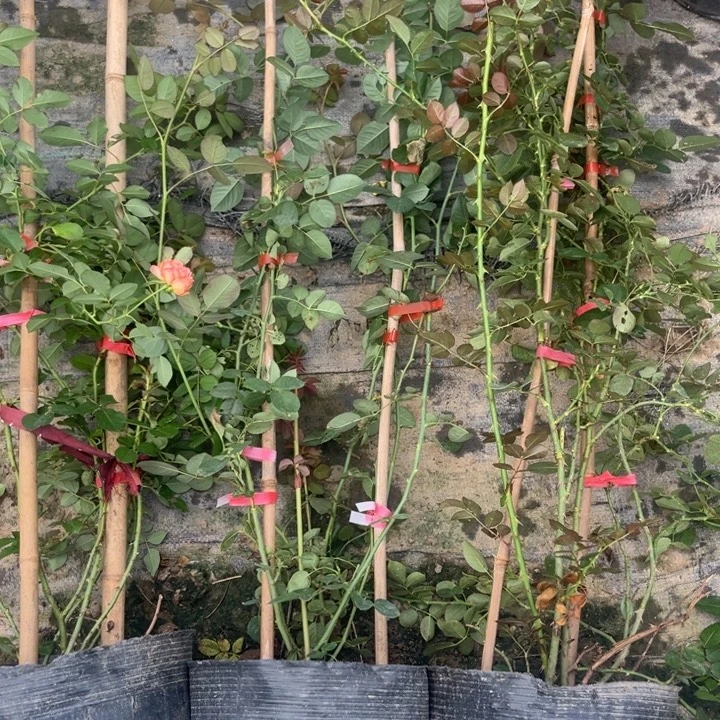 无花朵蒂娜 焦糖 罗衣 五十左右高