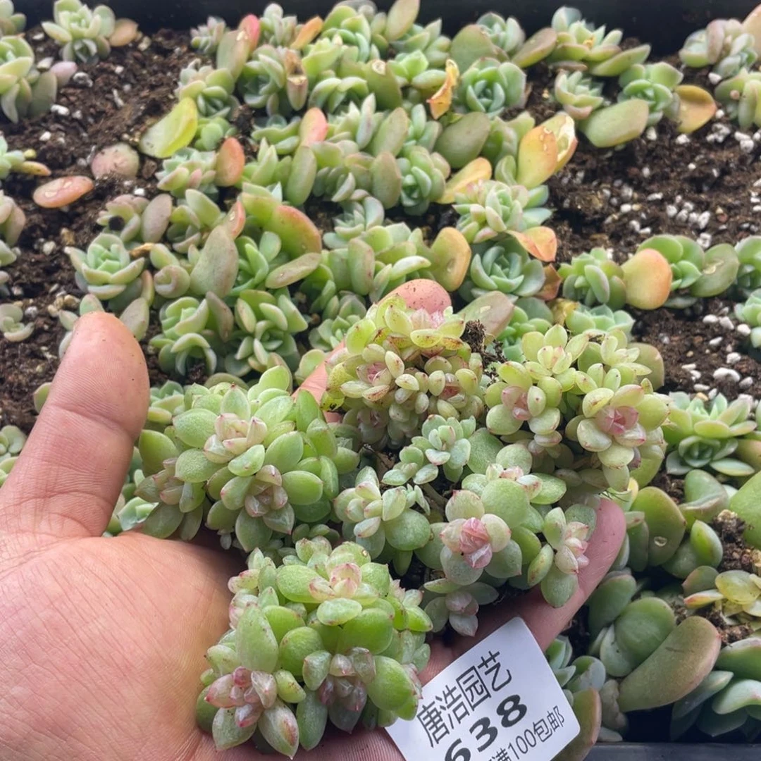 温***C钻石珍妮一物一拍638..
