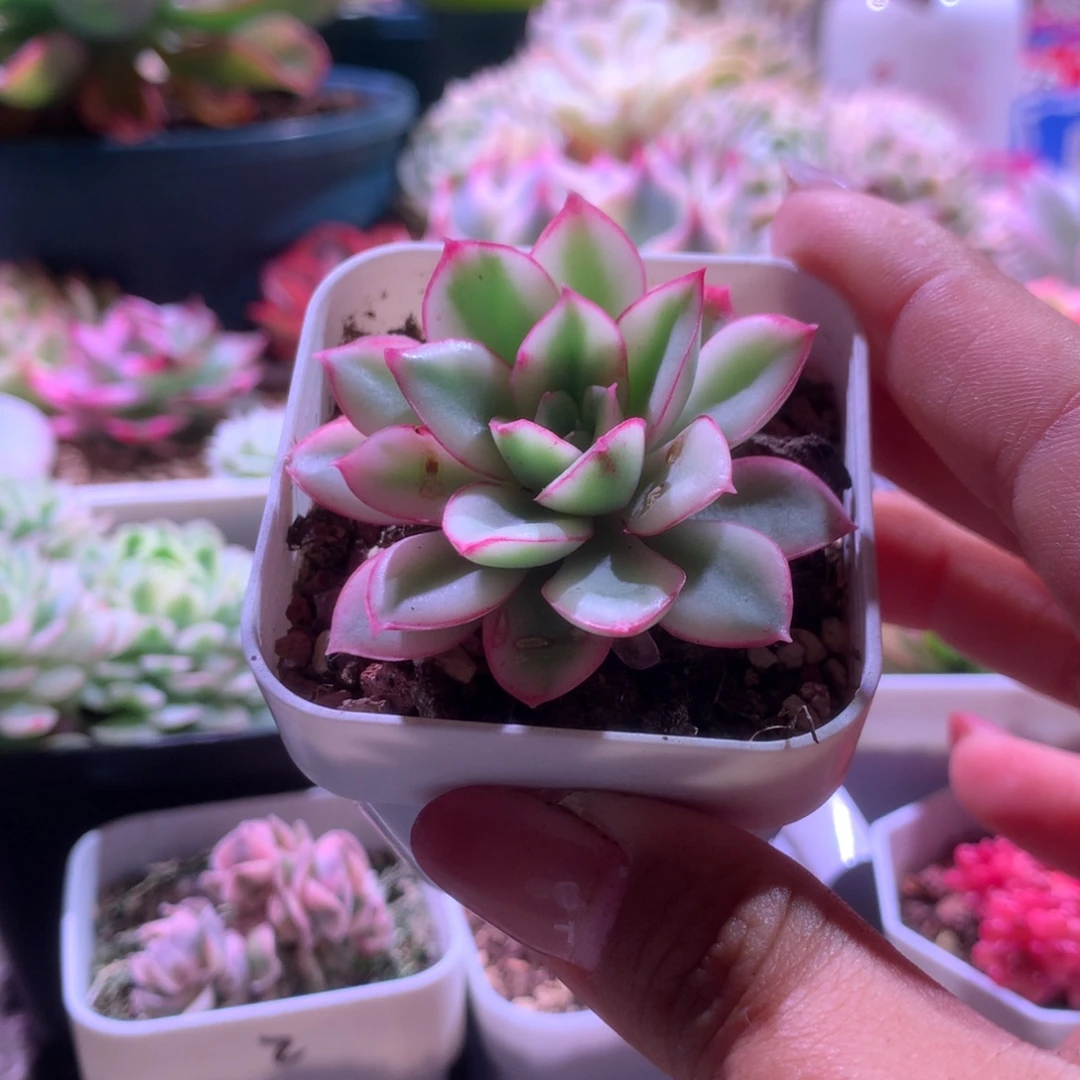 红花女王覆轮锦有根