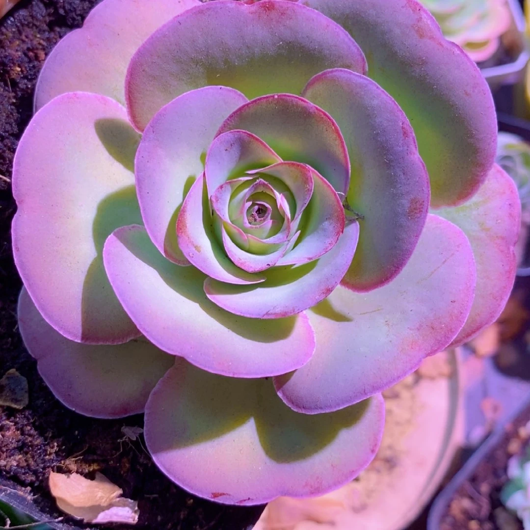 山地玫瑰下播福利一物一拍011仙帕