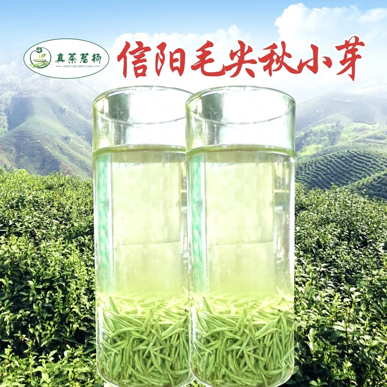 2025年新茶信阳浉河港精制秋小芽绵柔鲜爽清香回甜
