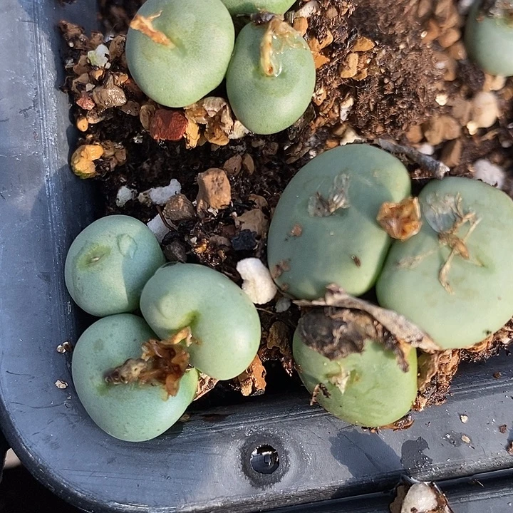 3头以上紫花饼一群。