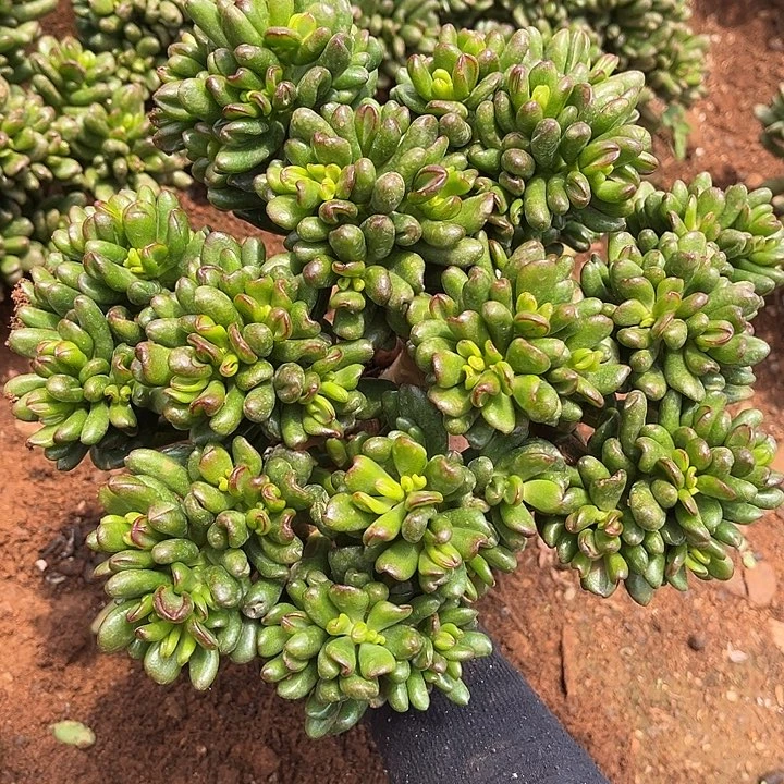 招财猫10.99多肉植物精品