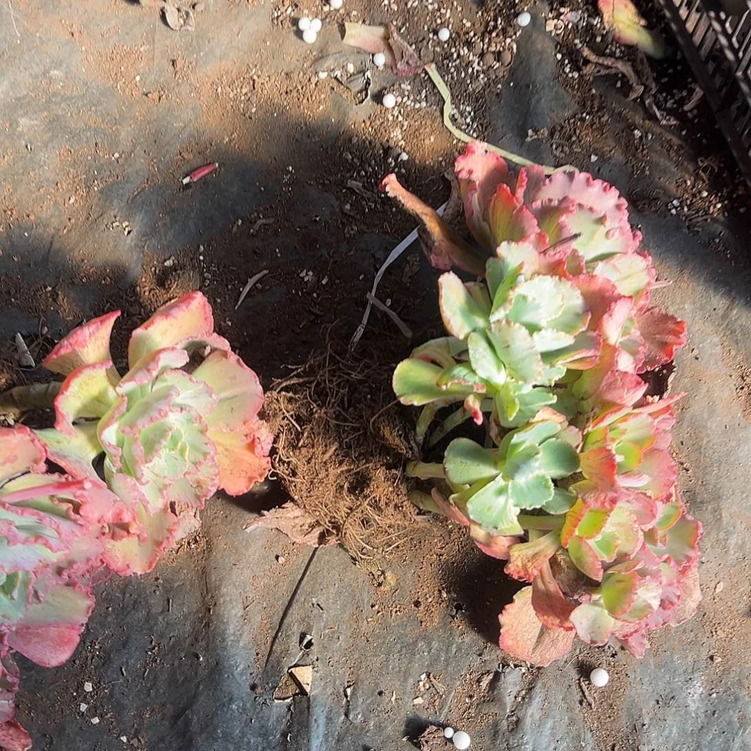 包菜6颗78.88多肉植物