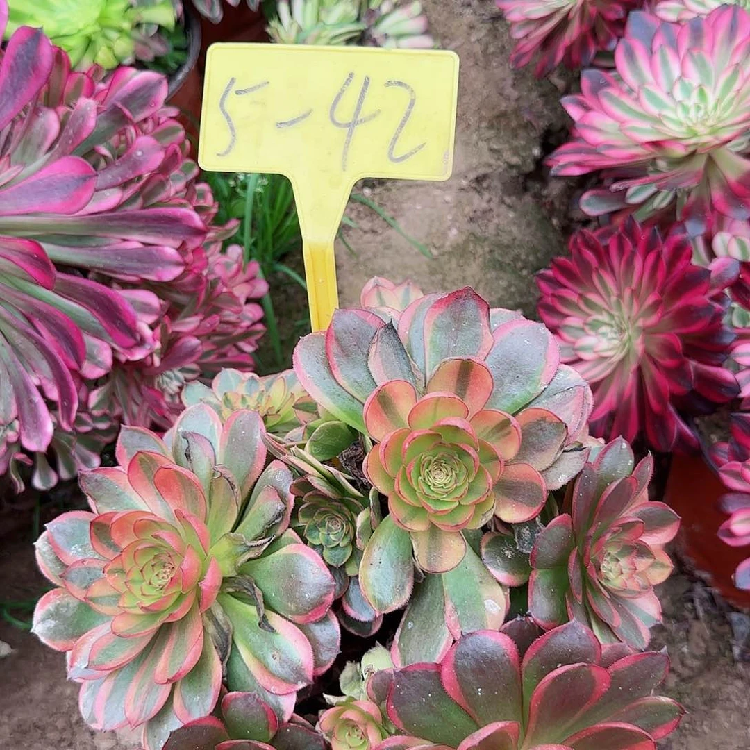 5-42---多头多肉植物